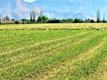 En venta parcela en San Rafael, San Felipe, 75.600 m2., en producción. 483 M$