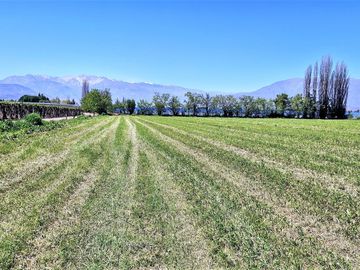 En venta parcela en San Rafael, San Felipe, 75.600 m2., en producción. 483 M$