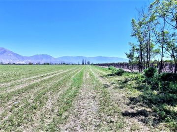 En venta parcela en San Rafael, San Felipe, 75.600 m2., en producción. 483 M$
