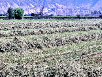 En venta parcela en San Rafael, San Felipe, 75.600 m2., en producción. 483 M$