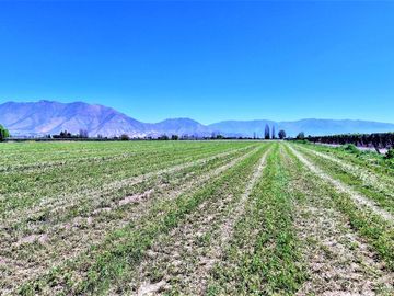 En venta parcela en San Rafael, San Felipe, 75.600 m2., en producción. 483 M$