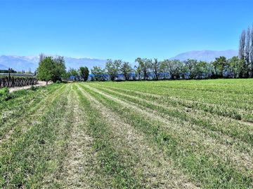 En venta parcela en San Rafael, San Felipe, 75.600 m2., en producción. 483 M$