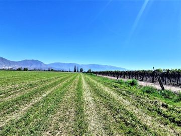 En venta parcela en San Rafael, San Felipe, 75.600 m2., en producción. 483 M$