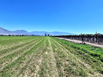 En venta parcela en San Rafael, San Felipe, 75.600 m2., en producción. 483 M$