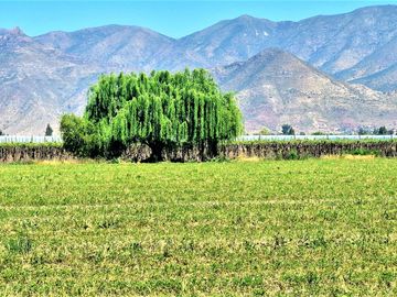 En venta parcela en San Rafael, San Felipe, 75.600 m2., en producción. 483 M$