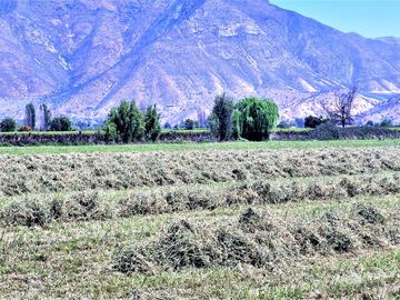 En venta parcela en San Rafael, San Felipe, 75.600 m2., en producción. 483 M$