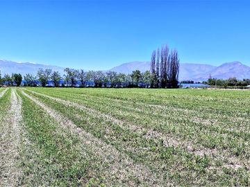 En venta parcela en San Rafael, San Felipe, 75.600 m2., en producción. 483 M$