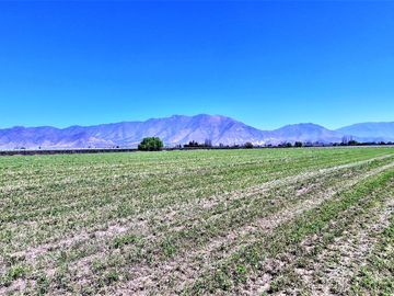 En venta parcela en San Rafael, San Felipe, 75.600 m2., en producción. 483 M$