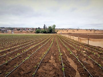 En venta parcela de 18.000 m2., en El Huape, Manzanar, Quillota – 170 M$.