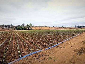 En venta parcela de 18.000 m2., en El Huape, Manzanar, Quillota – 170 M$.