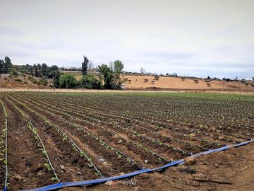 En venta parcela de 18.000 m2., en El Huape, Manzanar, Quillota – 170 M$.