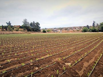 En venta parcela de 18.000 m2., en El Huape, Manzanar, Quillota – 170 M$.