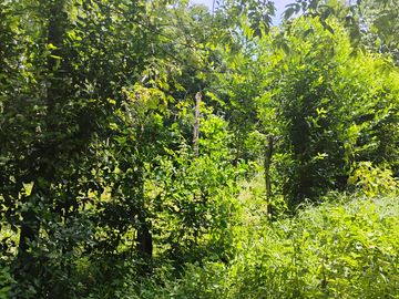 LOTE EN VENTA CERCA DE SOPETTRAN PLANO SE PERMUTA