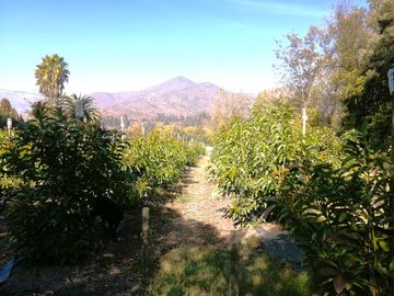 Venta de parcela de 6.000 m2. En San Isidro de Quillota -  casa de 240 m2. 12.036 UF.