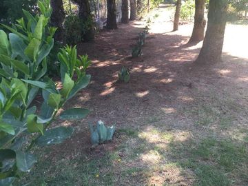 Rancho, Huerta y Casa de descanso en venta en Ocuilan Edo. de México