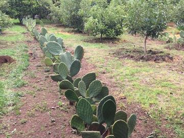 Rancho, Huerta y Casa de descanso en venta en Ocuilan Edo. de México
