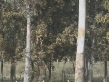 Oportunidad Venta Campo 21 Ha sobre Ruta 5 (Km 135) - Suipacha | Apta Comercial, Agro e Inversión. Monte Eucaliptus.