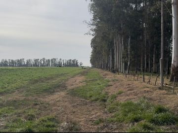 Oportunidad Venta Campo 21 Ha sobre Ruta 5 (Km 135) - Suipacha | Apta Comercial, Agro e Inversión. Monte Eucaliptus.