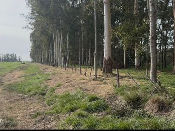 Oportunidad Venta Campo 21 Ha sobre Ruta 5 (Km 135) - Suipacha | Apta Comercial, Agro e Inversión. Monte Eucaliptus.