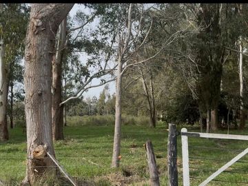Oportunidad Venta Campo 21 Ha sobre Ruta 5 (Km 135) - Suipacha | Apta Comercial, Agro e Inversión. Monte Eucaliptus.