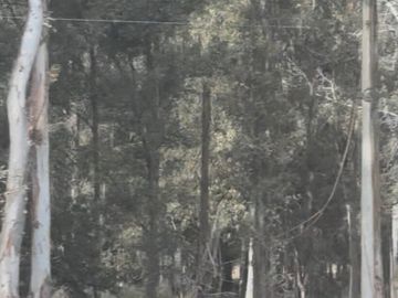 Oportunidad Venta Campo 21 Ha sobre Ruta 5 (Km 135) - Suipacha | Apta Comercial, Agro e Inversión. Monte Eucaliptus.