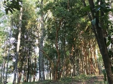 HERMOSA PARCELA EN PITRUFQUEN CON CASA
