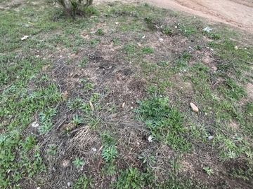 CAMINO AL TOTORAL, EL MEMBRILLO