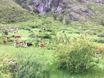 Fundo de 8.000 Ha en la Cordillera del Maule