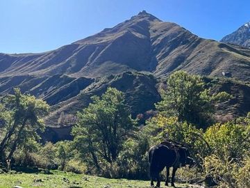 Fundo de 8.000 Ha en la Cordillera del Maule