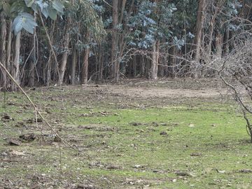 Vende terreno plano de 2 hectáreas en  Santo Domingo, San Enrique. Orilla de camino asfaltado.