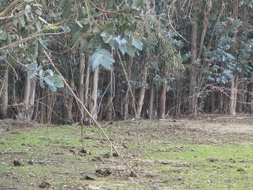 Vende terreno plano de 2 hectáreas en  Santo Domingo, San Enrique. Orilla de camino asfaltado.