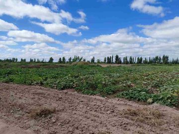 Venta Finca 45 Has con Pozo - La Pega, Lavalle Mza