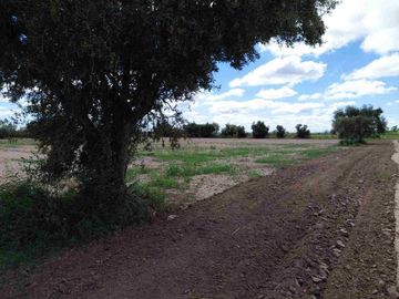 Venta Finca 45 Has con Pozo - La Pega, Lavalle Mza