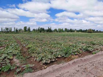 Venta Finca 45 Has con Pozo - La Pega, Lavalle Mza