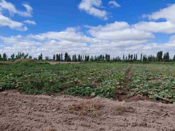 Venta Finca 45 Has con Pozo - La Pega, Lavalle Mza