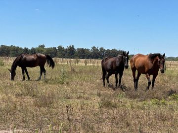 VENTA 1.5 HECTAREAS EN  SAN MIGUEL DEL MONTE