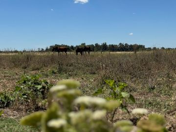 VENTA 1.5 HECTAREAS EN  SAN MIGUEL DEL MONTE