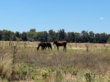 VENTA 1.5 HECTAREAS EN  SAN MIGUEL DEL MONTE