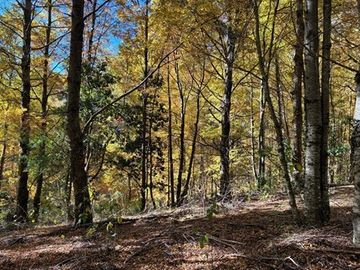 Venta Campo Curarrehue