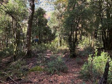 Venta Campo Curarrehue
