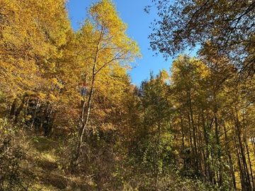 Venta Campo Curarrehue