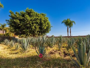 Terreno en Venta con Bodega para usos múltiples Zapotlan del Rey