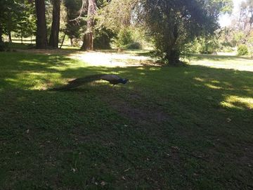 Gran Oportunidad Para Inversionistas  Parcela Parque