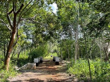 Hermosa Finca de 114 hectáreas  en venta cerca de Mérida