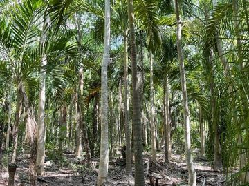 Hermosa Finca de 114 hectáreas  en venta cerca de Mérida