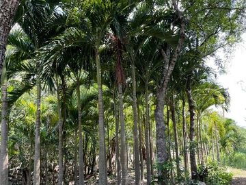 Hermosa Finca de 114 hectáreas  en venta cerca de Mérida