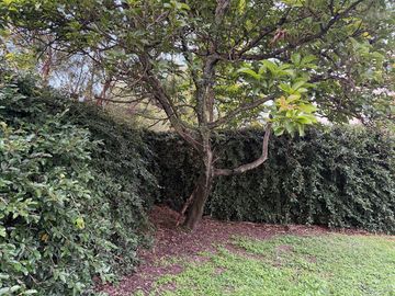 TERRENO EN VENTA ATLAS COLOMOS | COTO LAS PALMAS