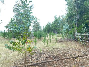 Parcela en venta  en PICHILEMU