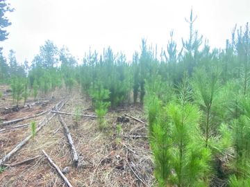 Parcela en venta  en PICHILEMU