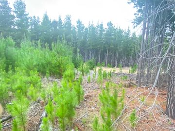 Parcela en venta  en PICHILEMU